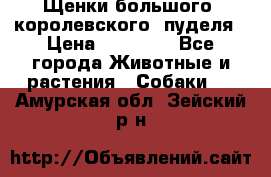 Щенки большого (королевского) пуделя › Цена ­ 25 000 - Все города Животные и растения » Собаки   . Амурская обл.,Зейский р-н